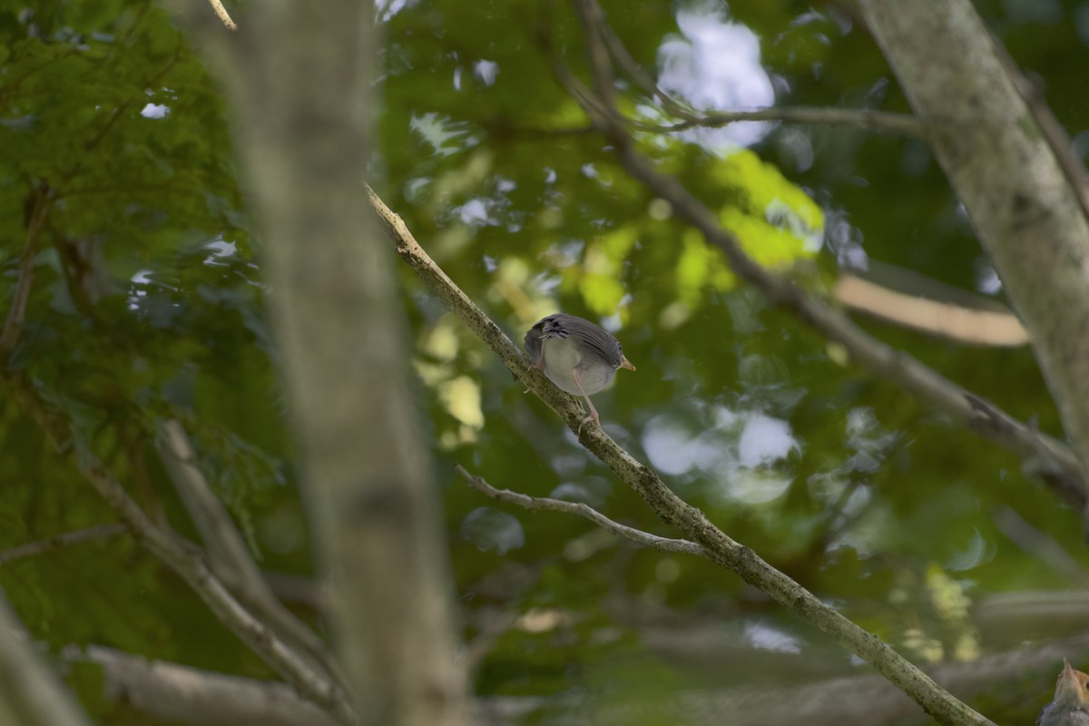Ashy Tailorbird - ML637868504