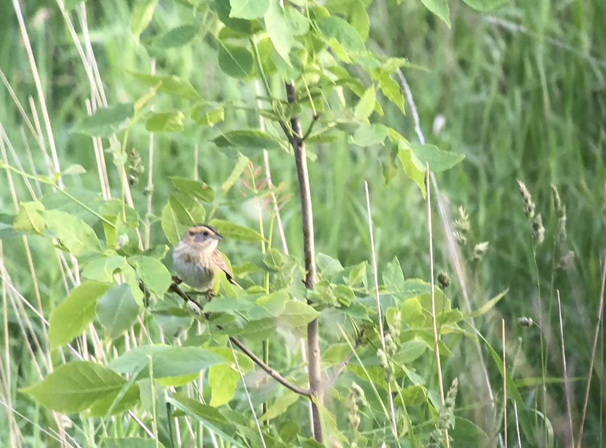 Nelson's Sparrow - ML637868506