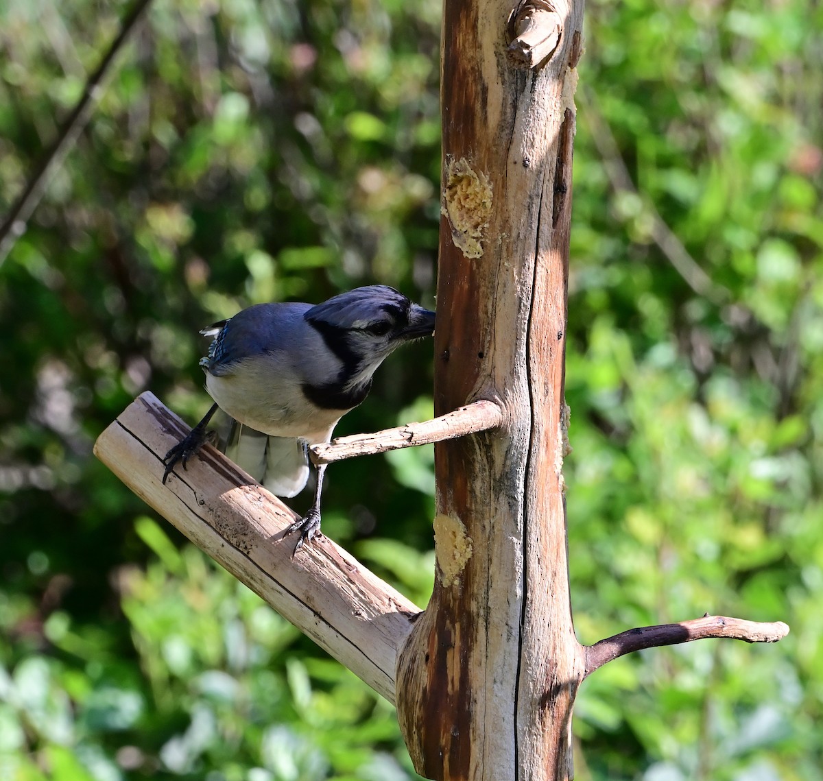 Blauhäher - ML637868591