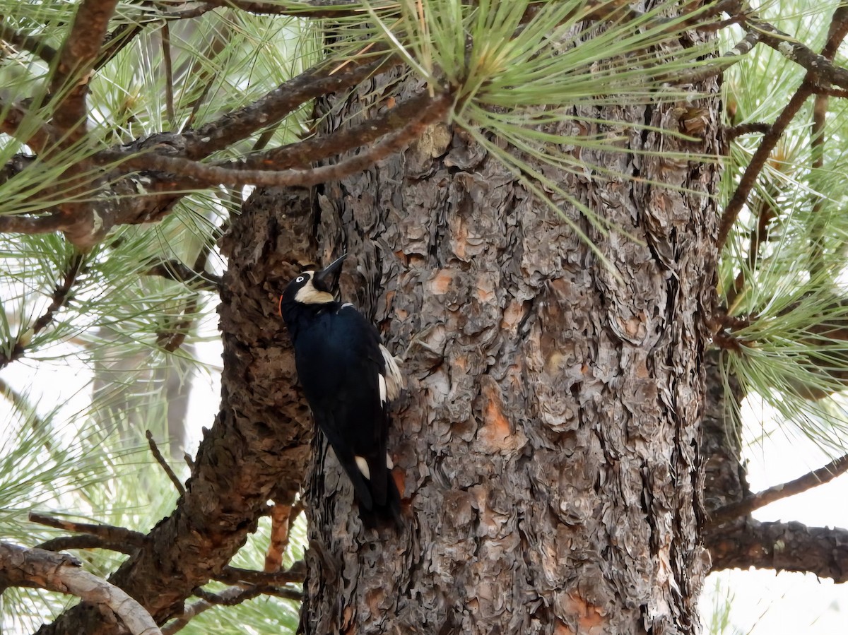 Acorn Woodpecker - ML637868619