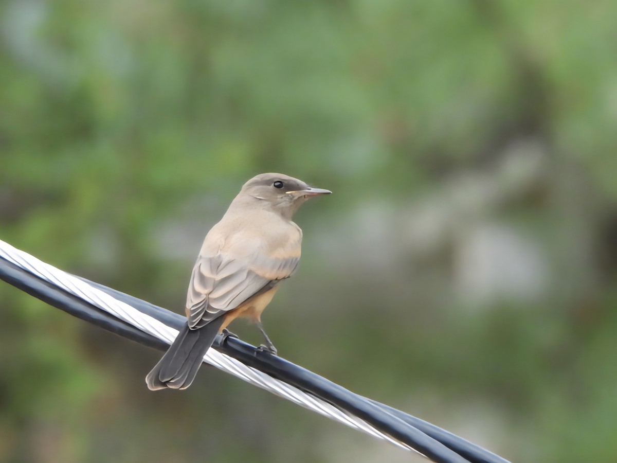 Say's Phoebe - ML637868634