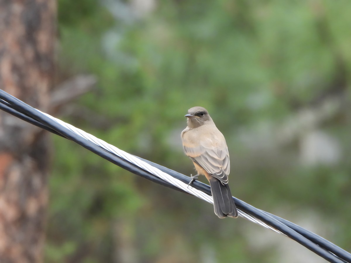 Say's Phoebe - ML637868635