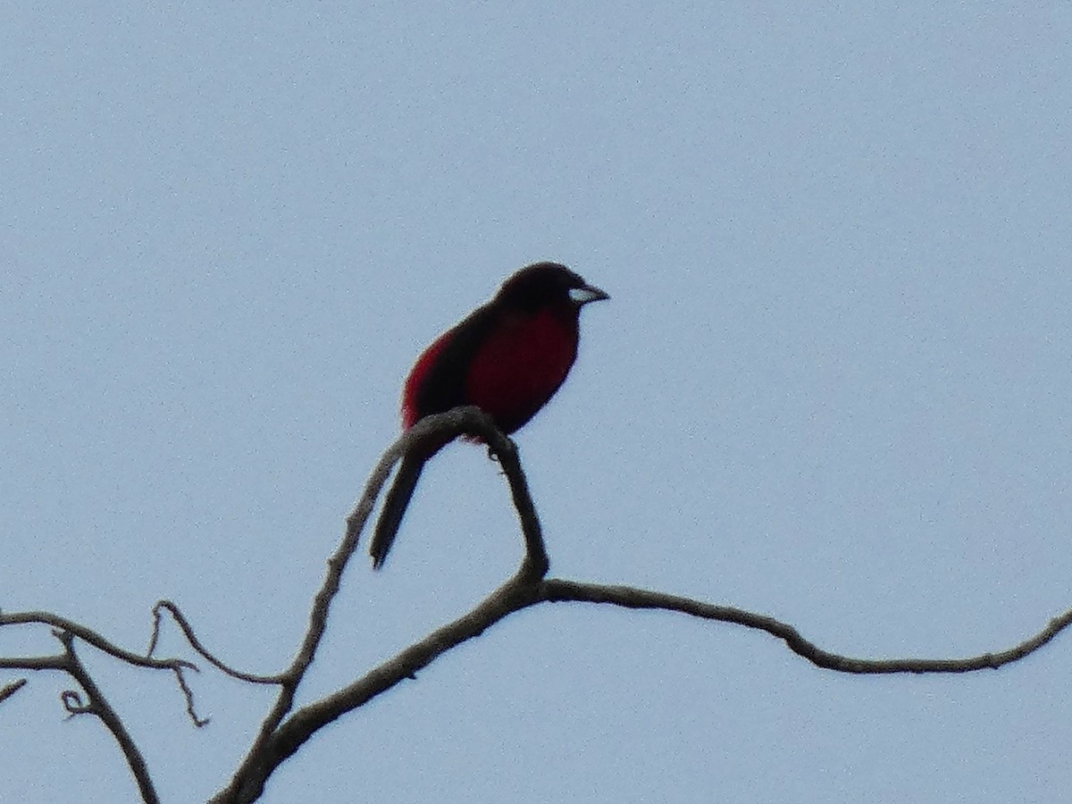 Silver-beaked Tanager - ML637868636