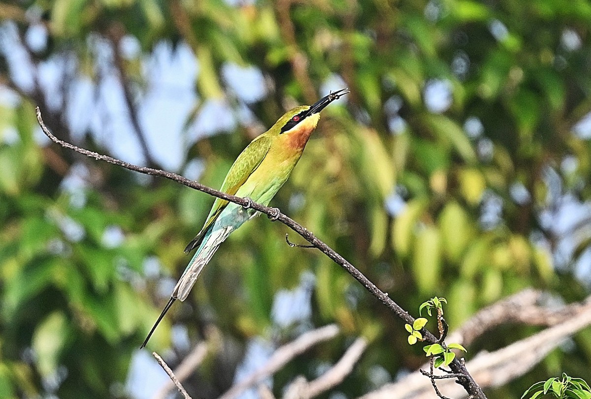Blue-tailed Bee-eater - ML637868637