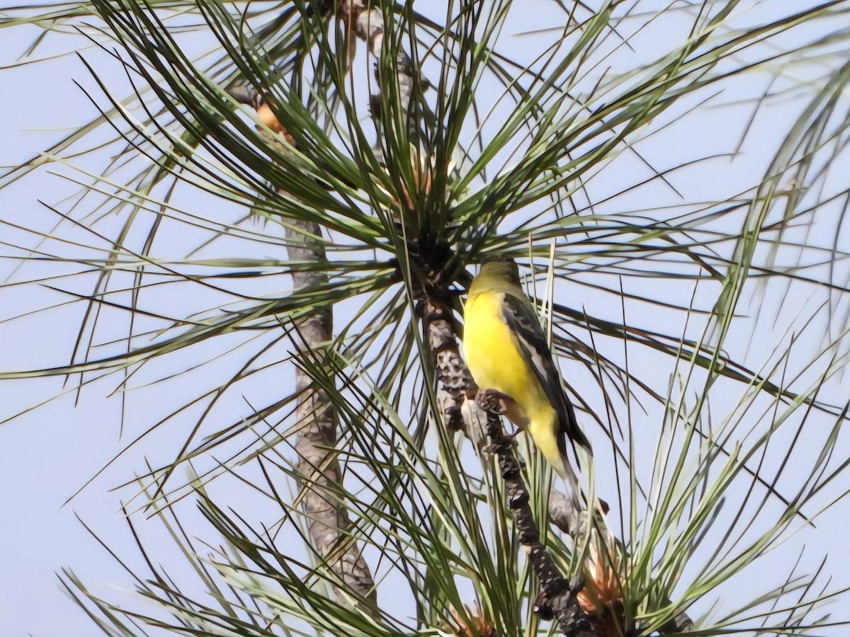 Lesser Goldfinch - ML637868643