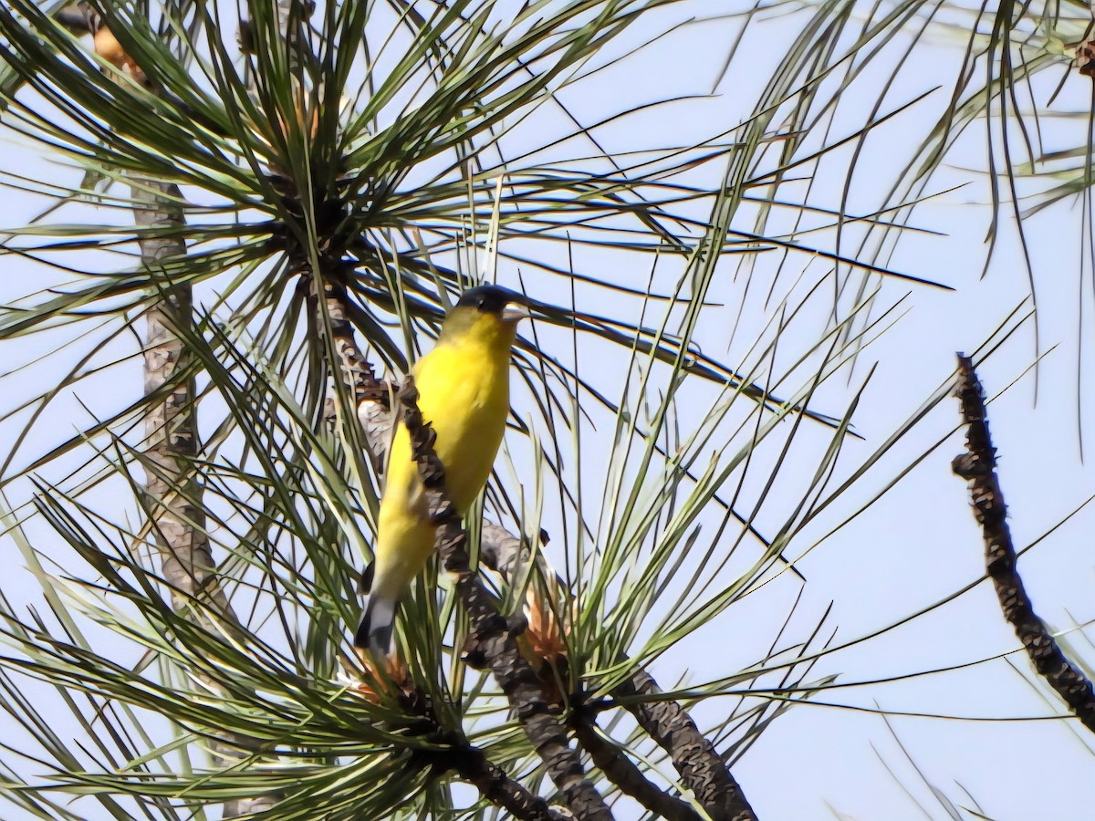 Lesser Goldfinch - ML637868644