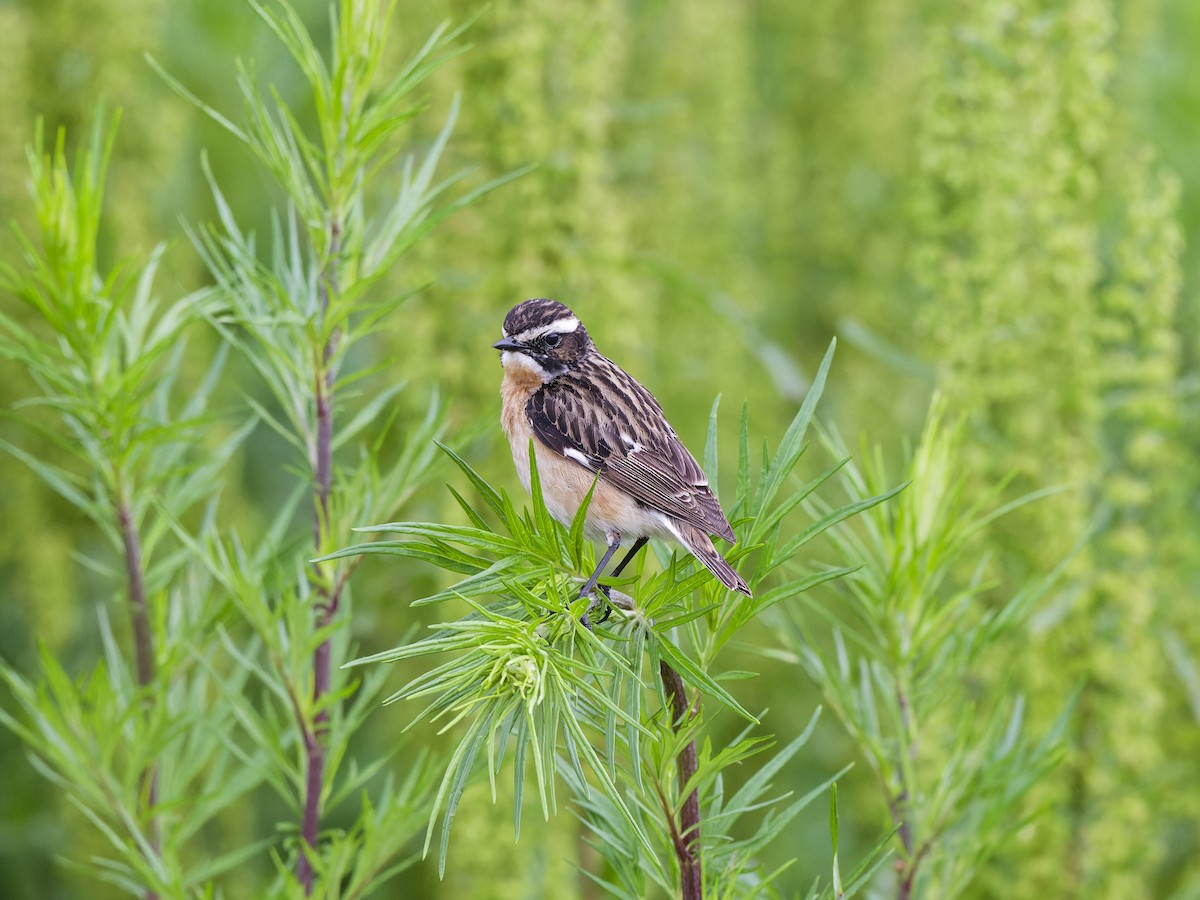 Braunkehlchen - ML637868646