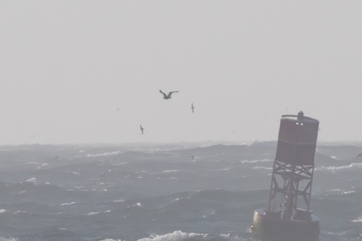 South Polar Skua - ML637868648