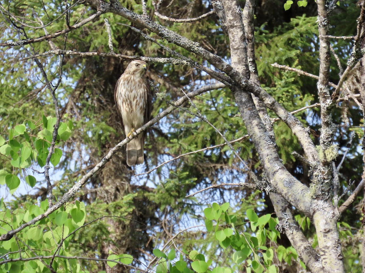 American Goshawk - ML637868659