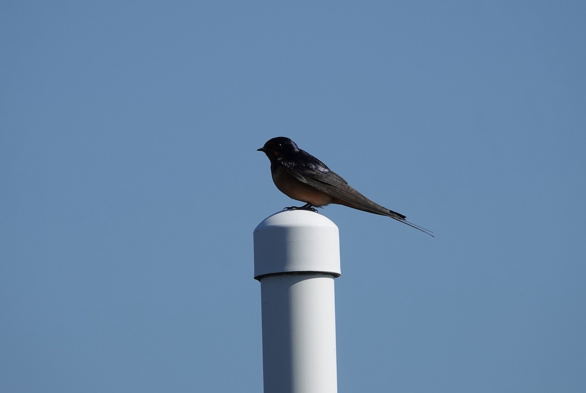 Rauchschwalbe (erythrogaster) - ML637868678
