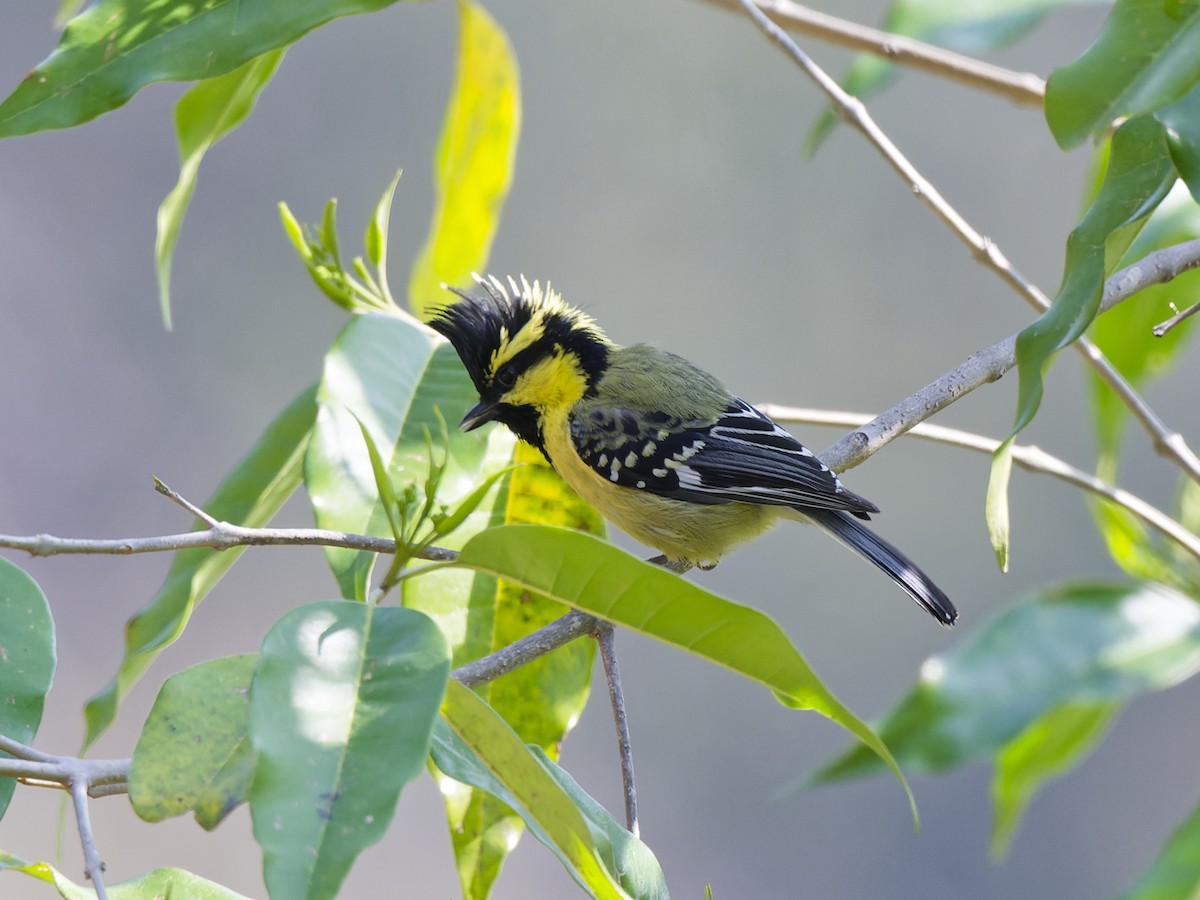 Carbonero Carigualdo Himalayano - ML637868692
