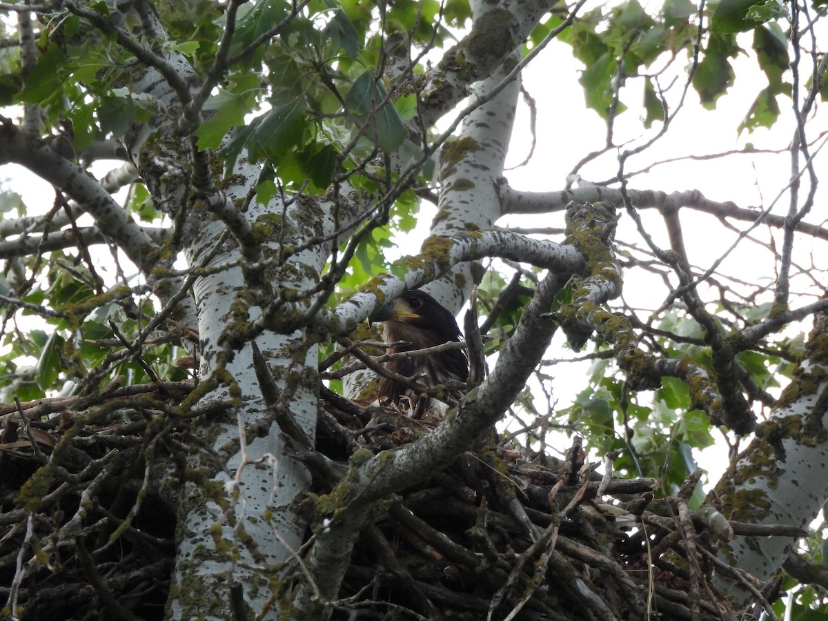 White-tailed Eagle - ML637868719