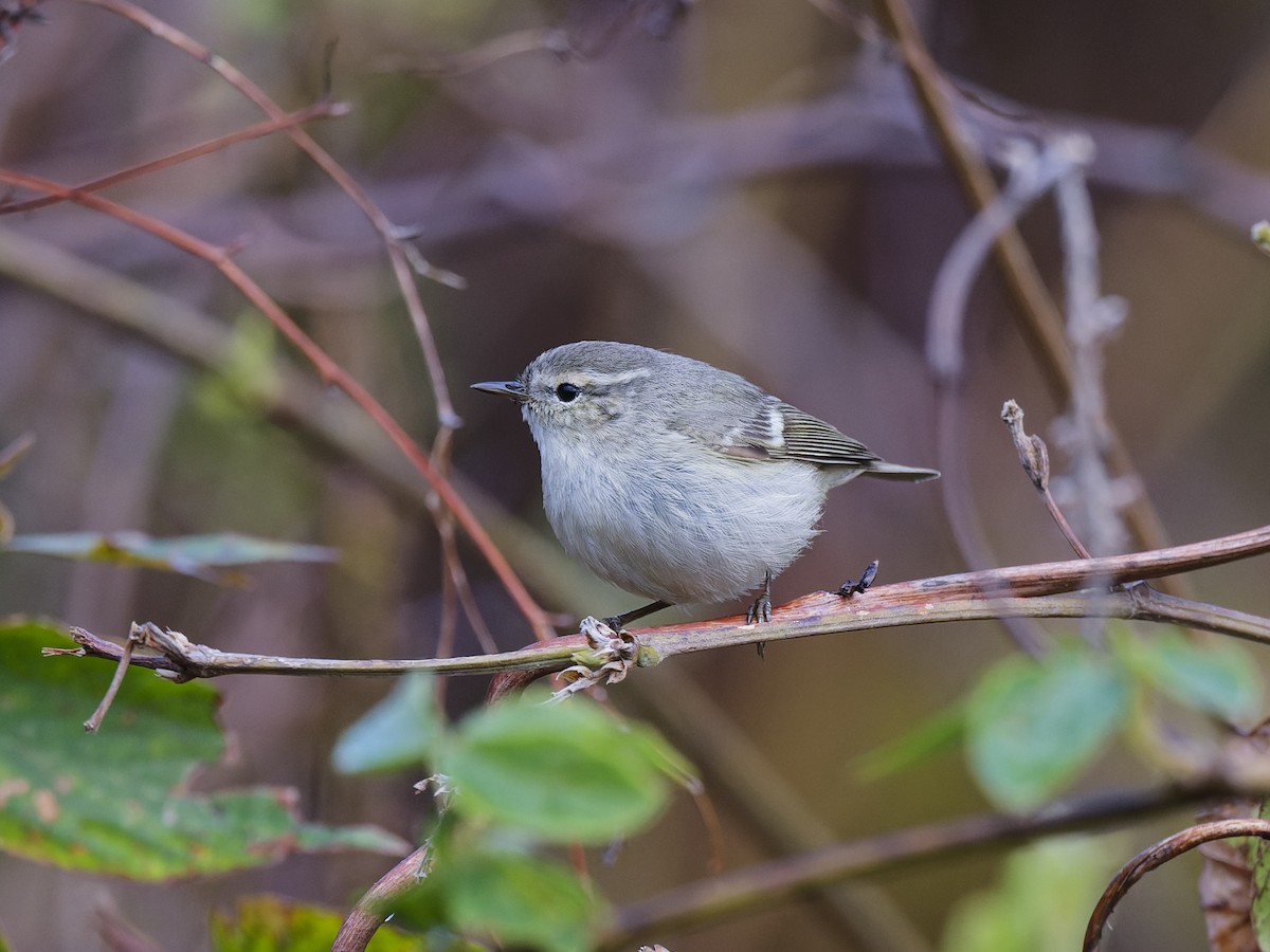 Mosquitero de Hume - ML637868720