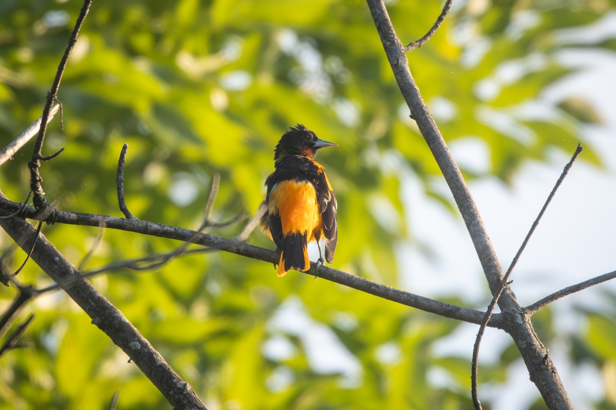 Baltimore Oriole - ML637868731