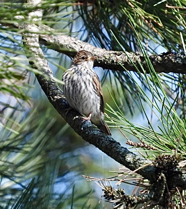 Chipping Sparrow - ML637868734
