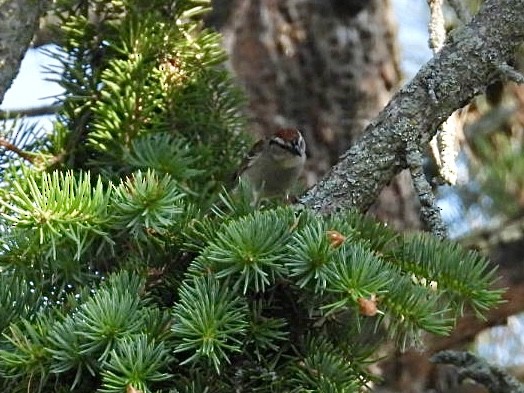 Chipping Sparrow - ML637868735