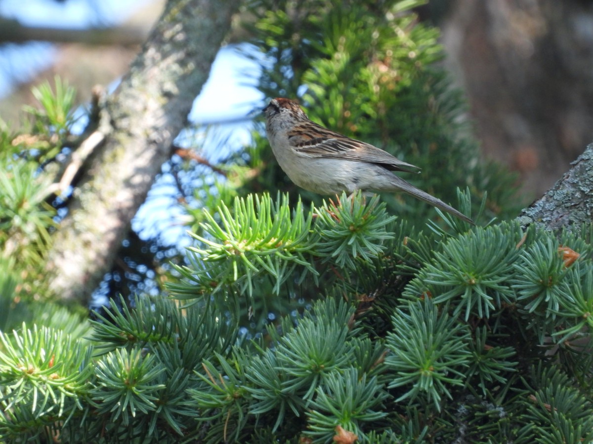 Chipping Sparrow - ML637868736