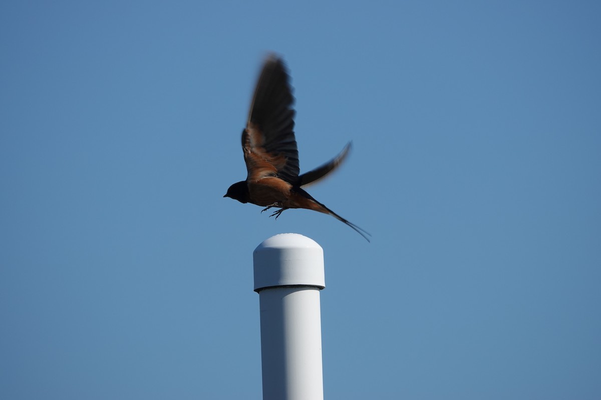Barn Swallow (American) - ML637868742