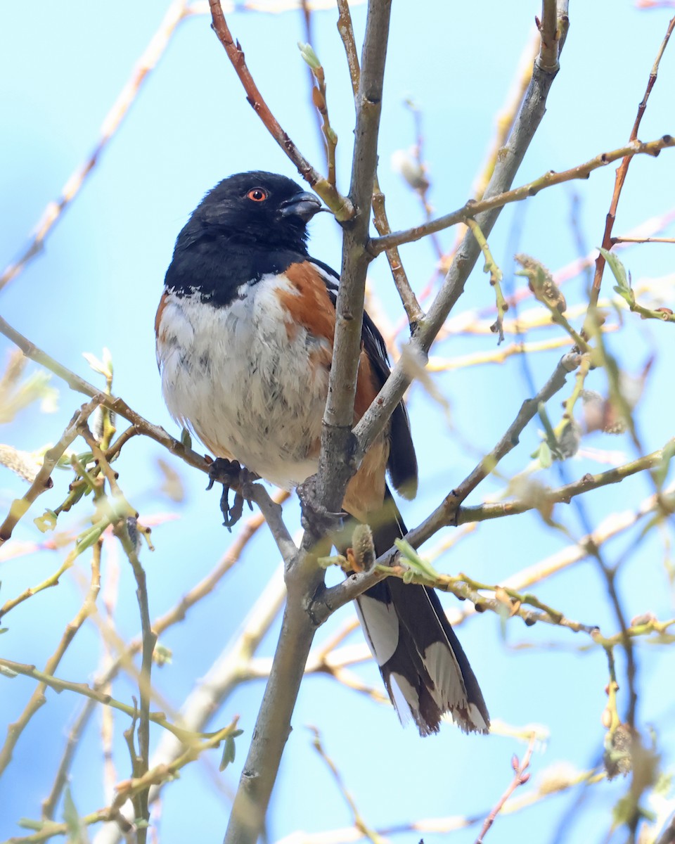 Spotted Towhee - ML637868744