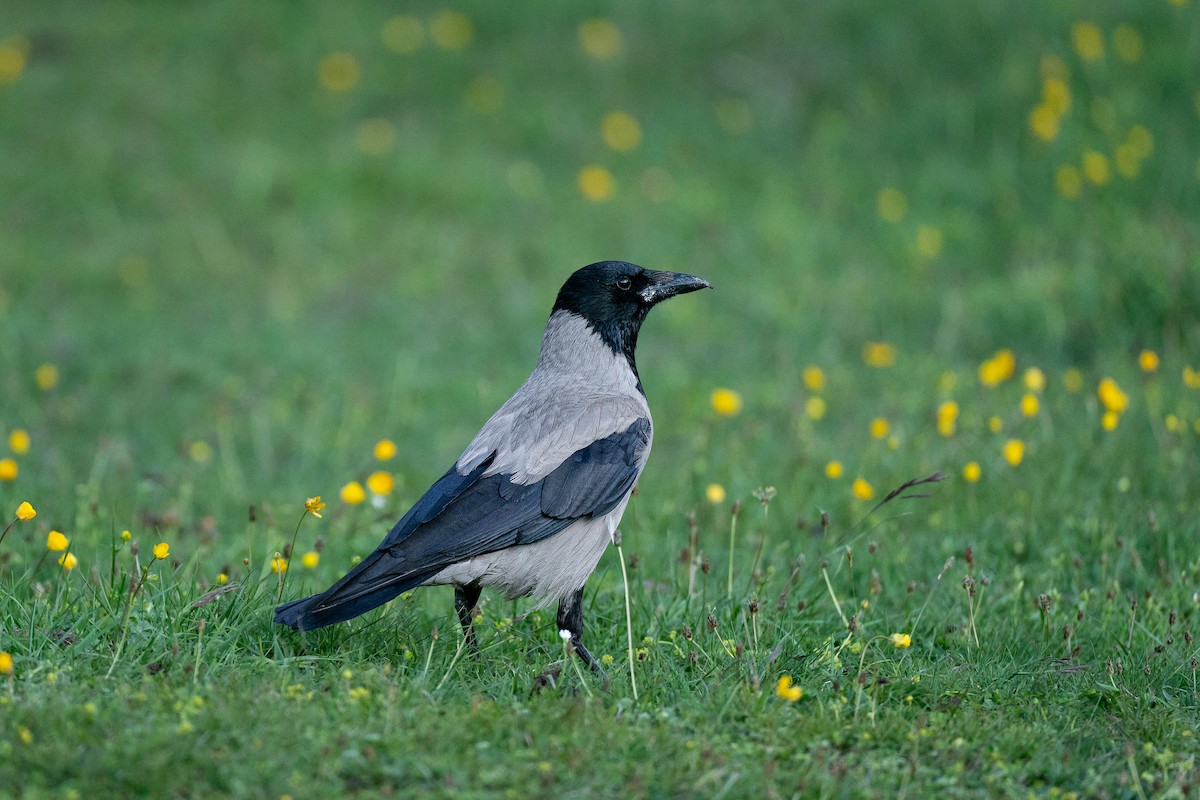 Hooded Crow - ML637868745