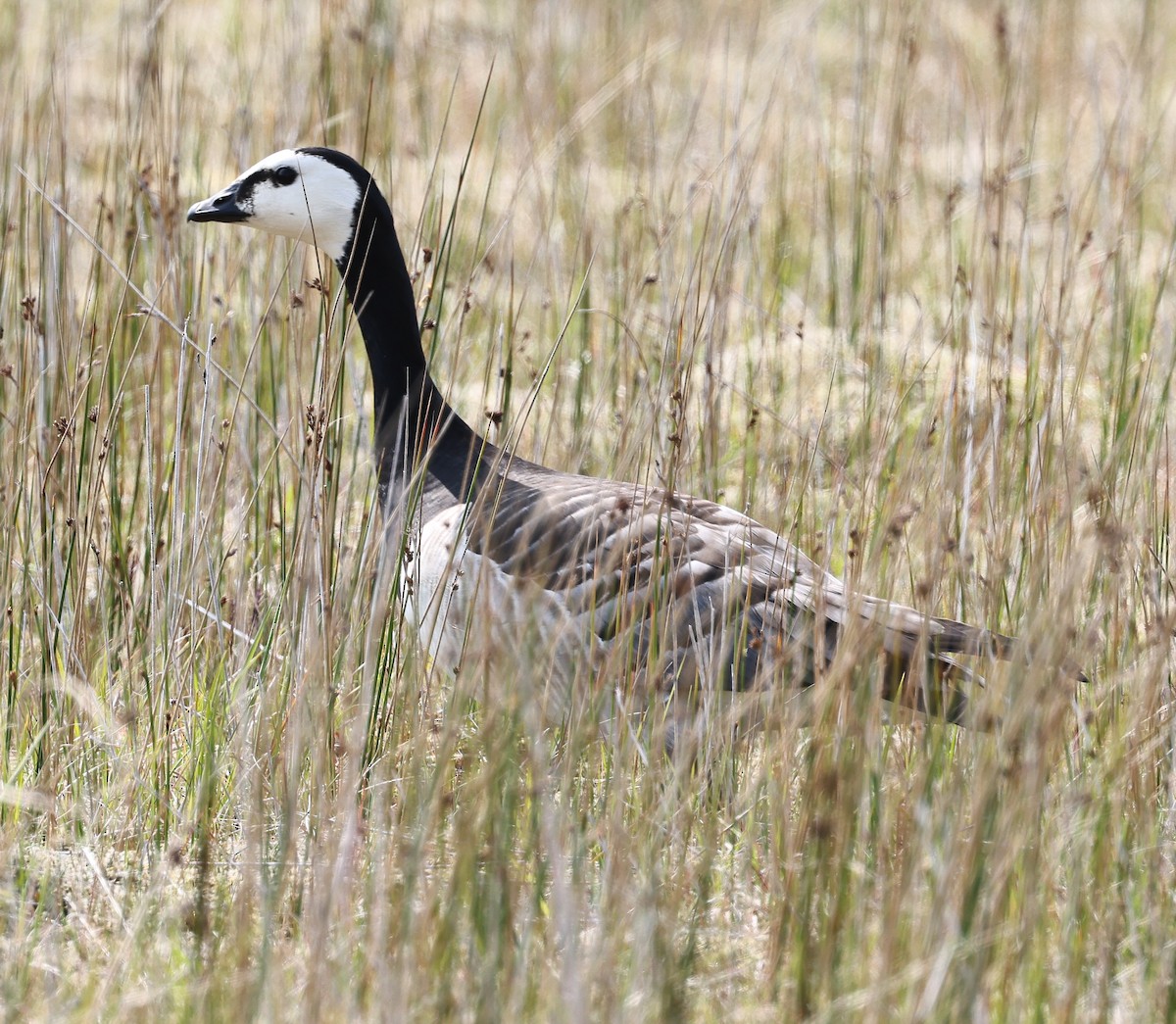 Barnacle Goose - ML637868746