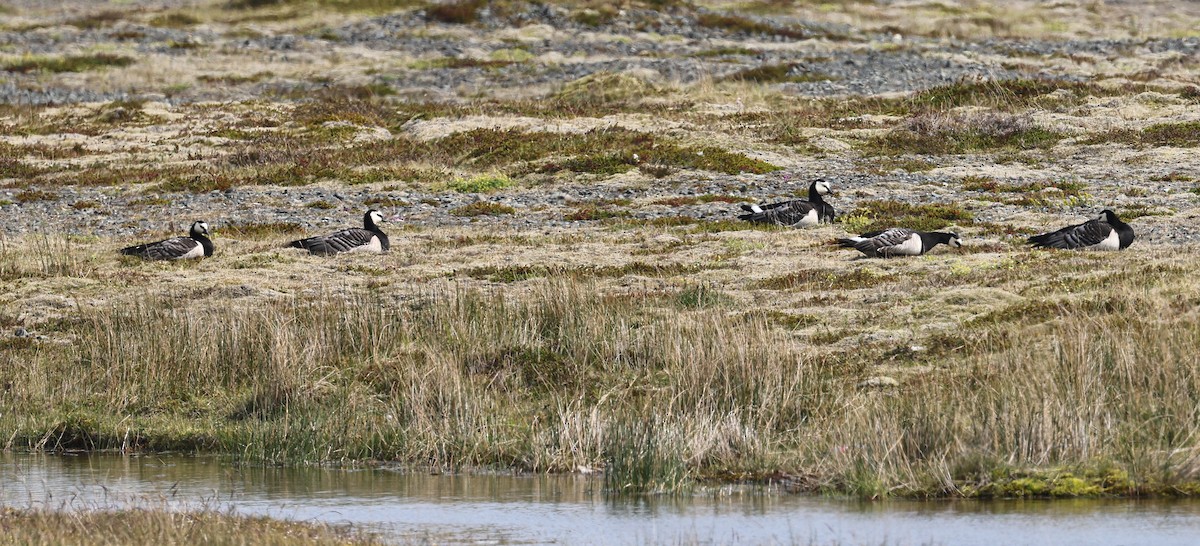 Barnacle Goose - ML637868747