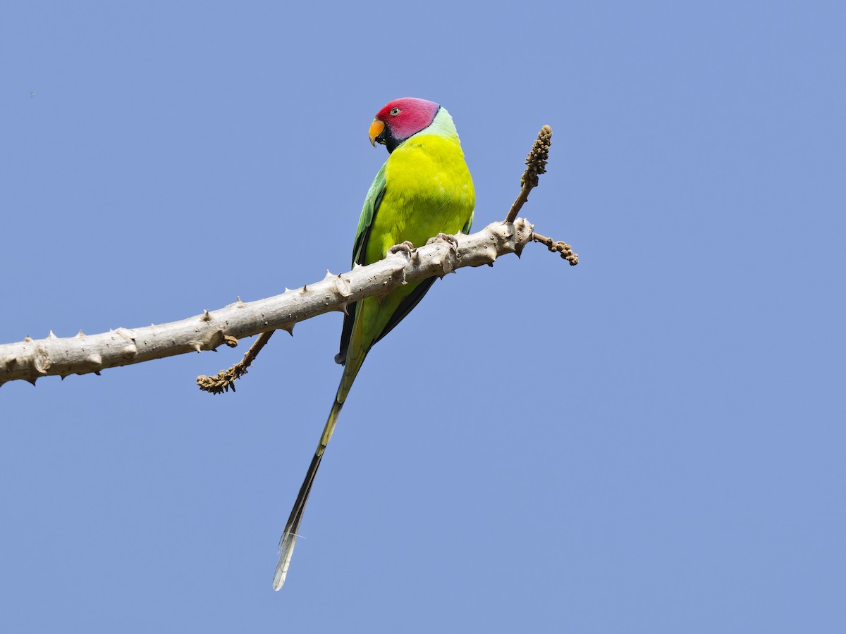 Plum-headed Parakeet - ML637868748