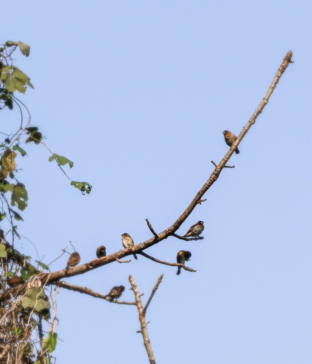 Scaly-breasted Munia - ML637868749