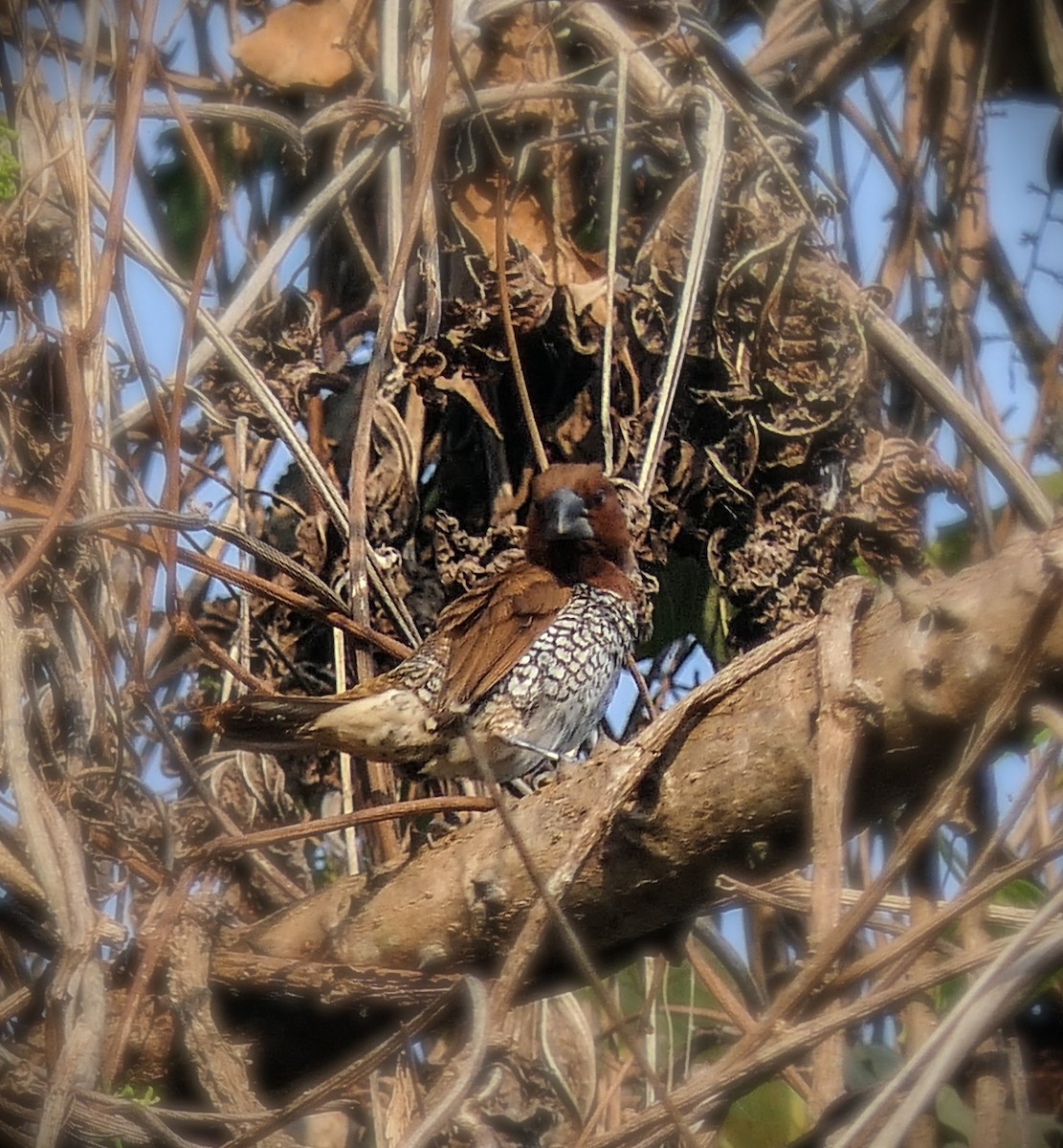 Scaly-breasted Munia - ML637868750