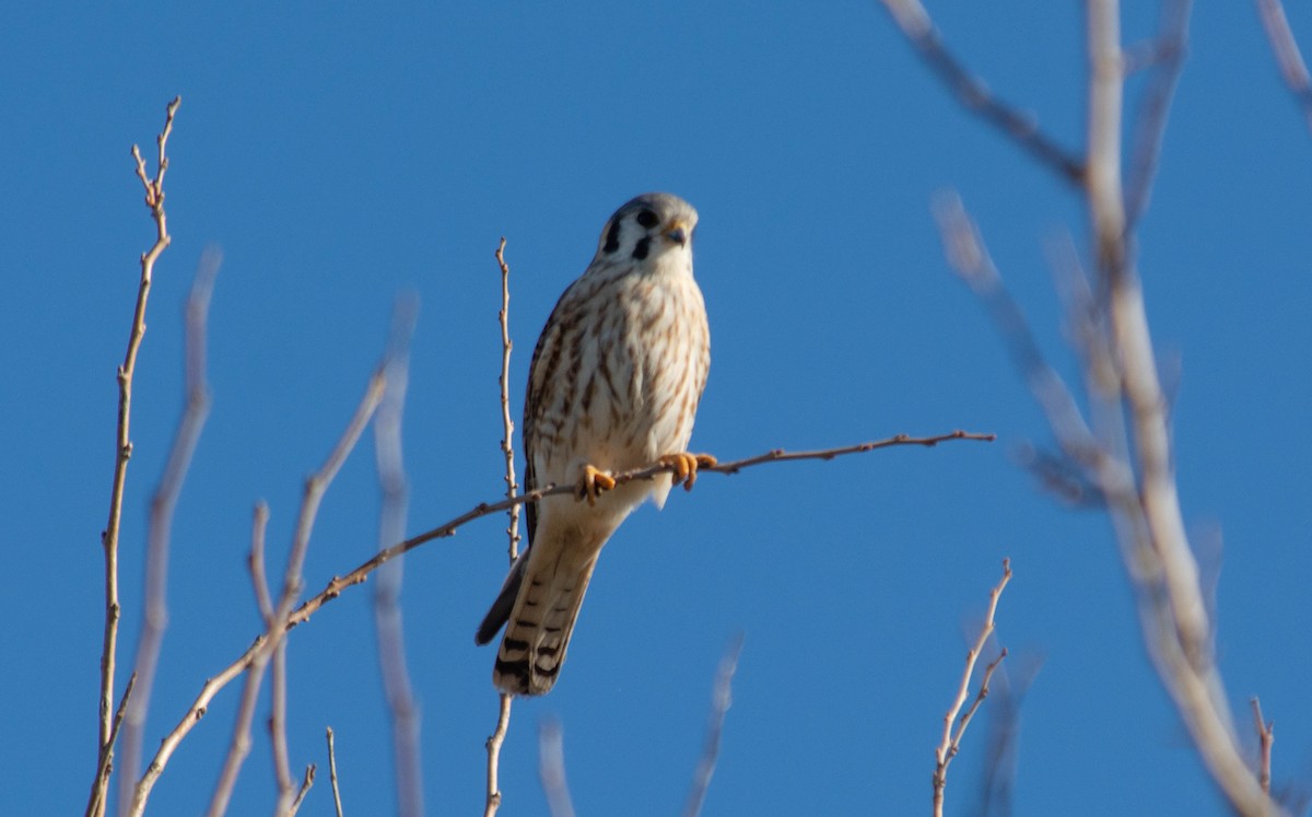 American Kestrel - ML637868753