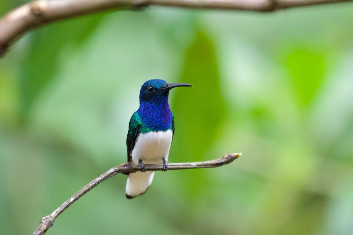 White-necked Jacobin - ML637868754