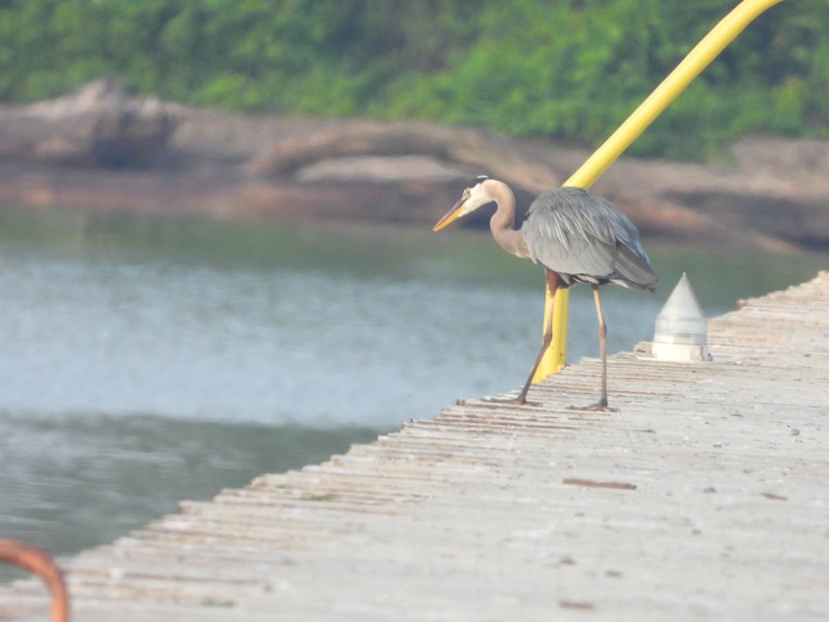 Great Blue Heron - ML637868756