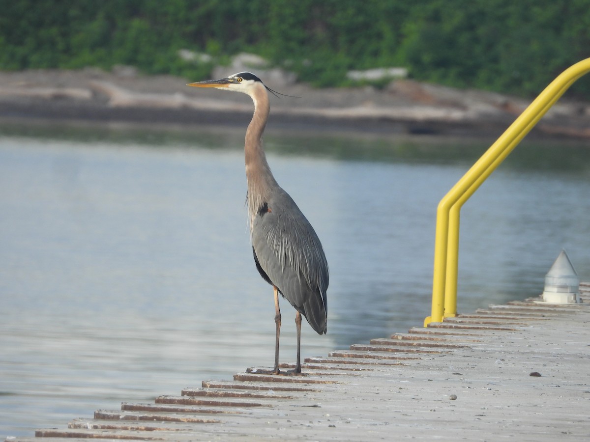 Great Blue Heron - ML637868757