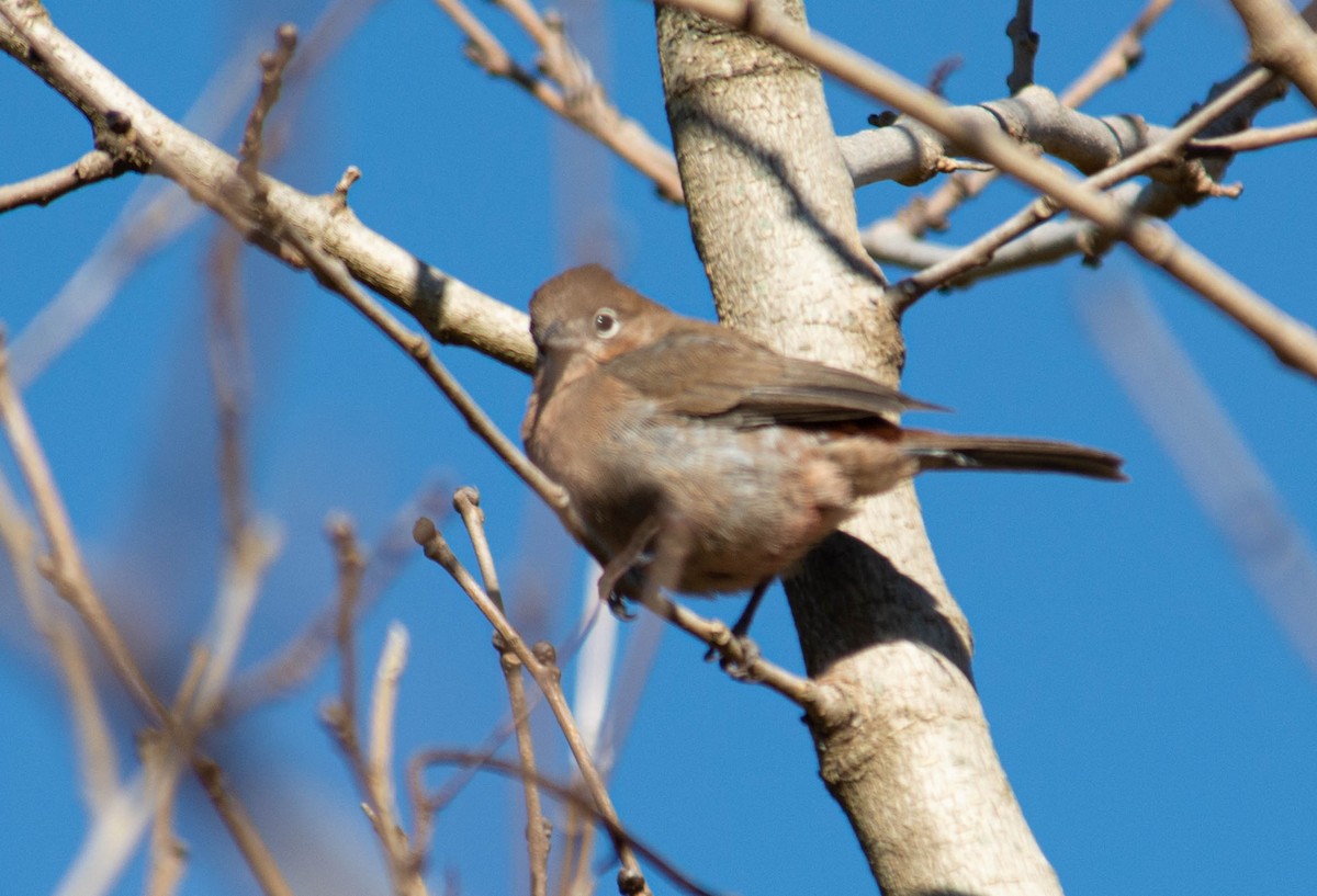 Red-crested Finch - ML637868759
