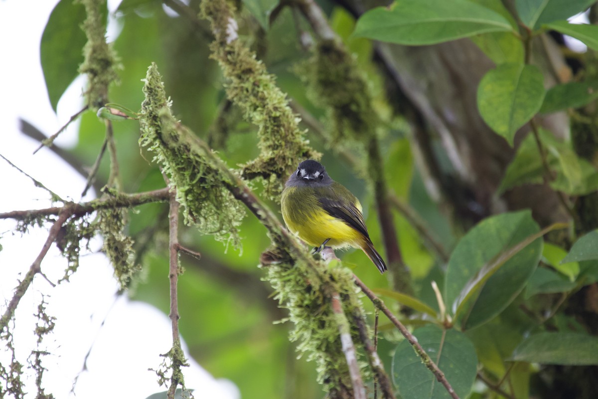 Ornate Flycatcher - ML637868760