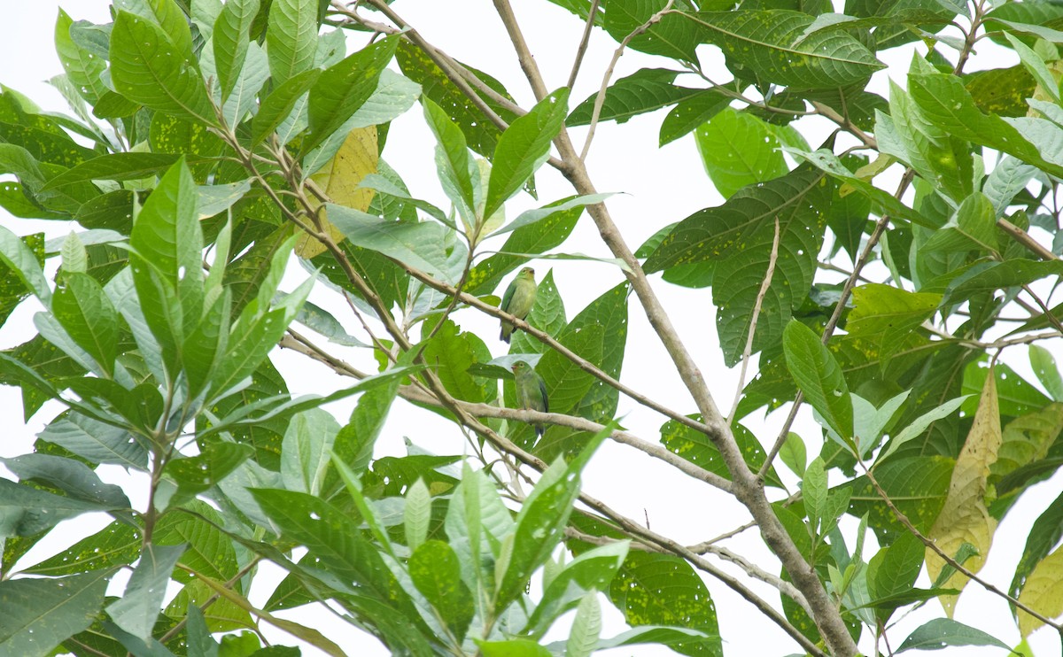 Yellow-collared Chlorophonia - ML637868761