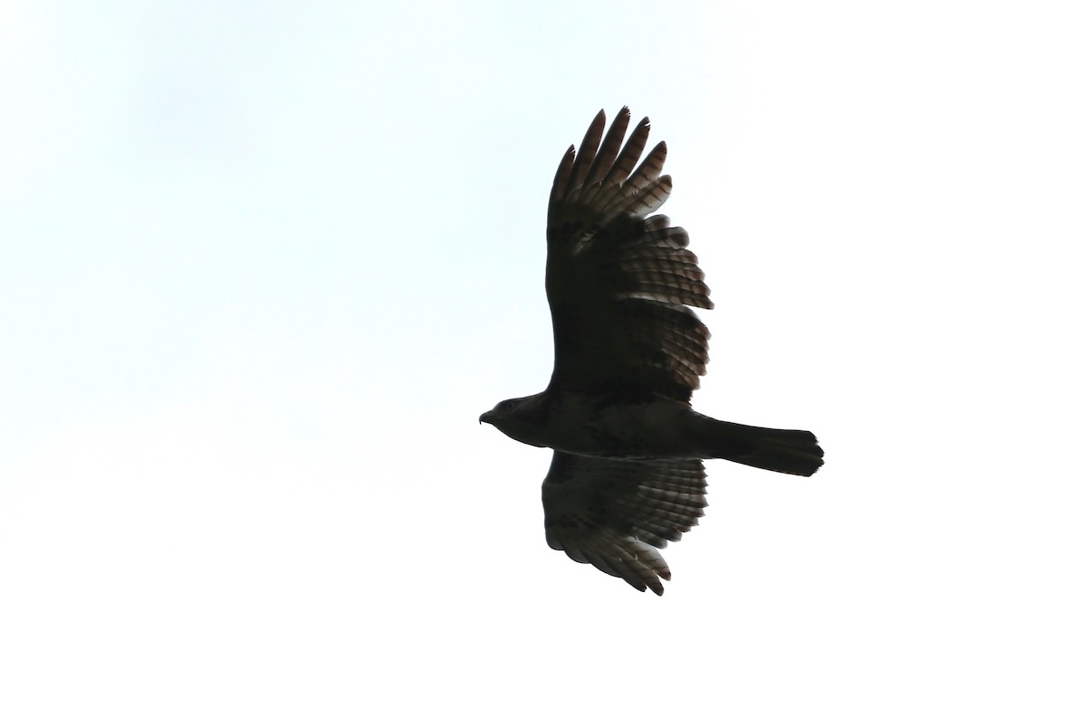 Red-tailed Hawk - ML637868763