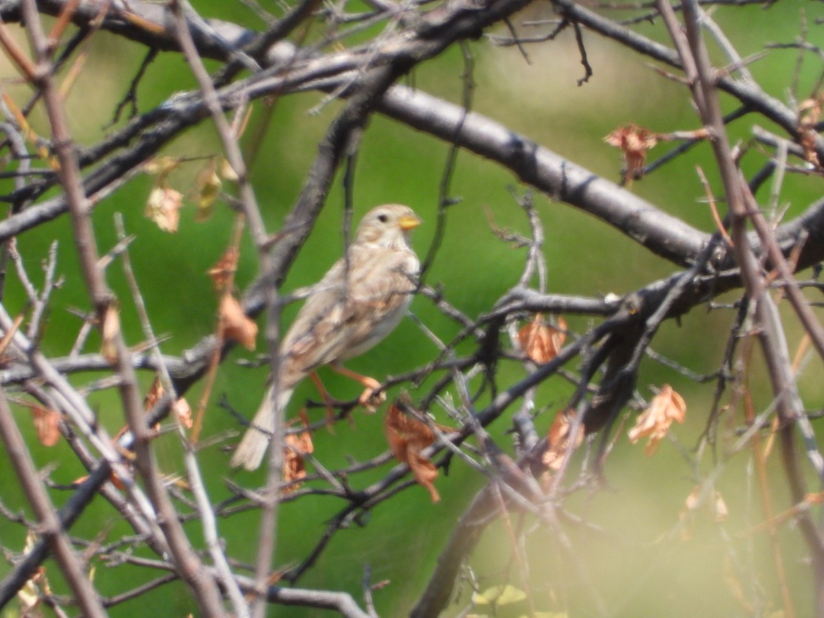 Corn Bunting - ML637868764