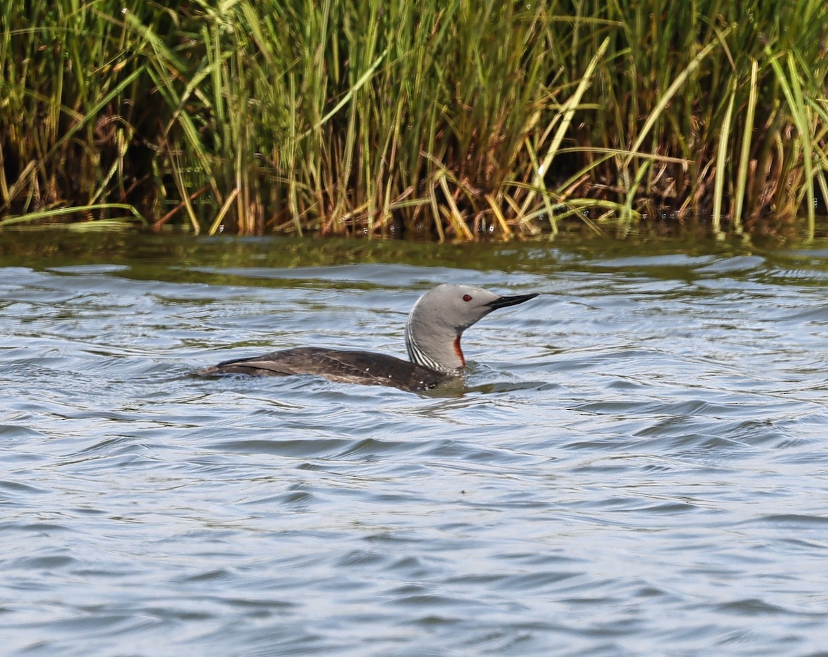Red-throated Loon - ML637868765
