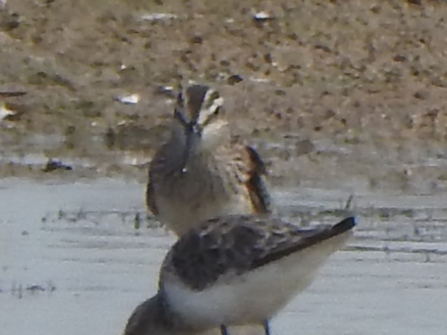 Broad-billed Sandpiper - ML637868766
