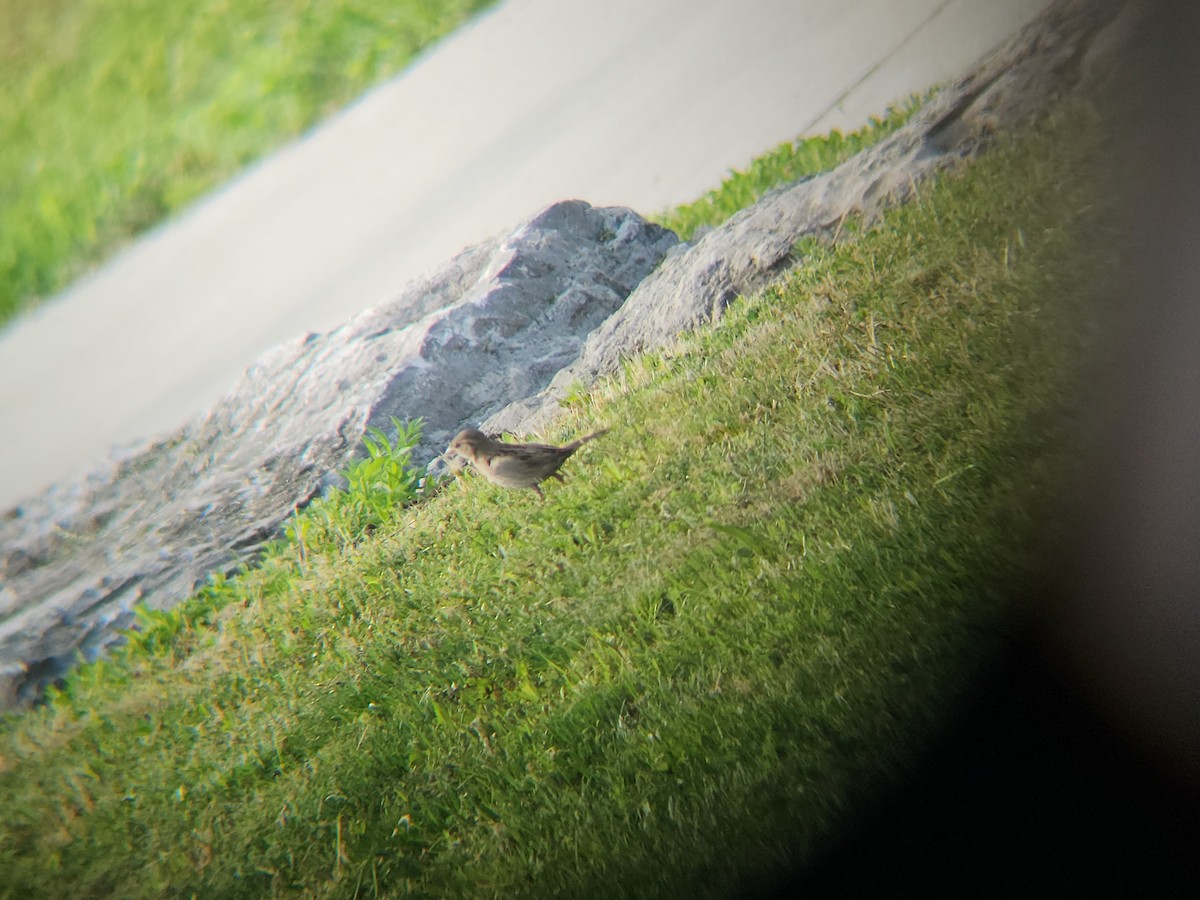 House Sparrow - ML637868768