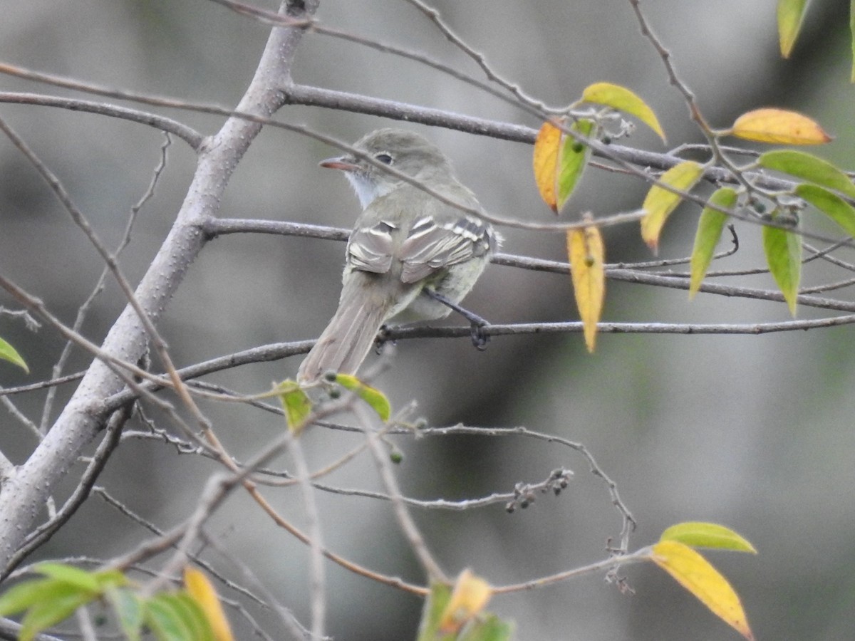 kortnebbelenia - ML637868793
