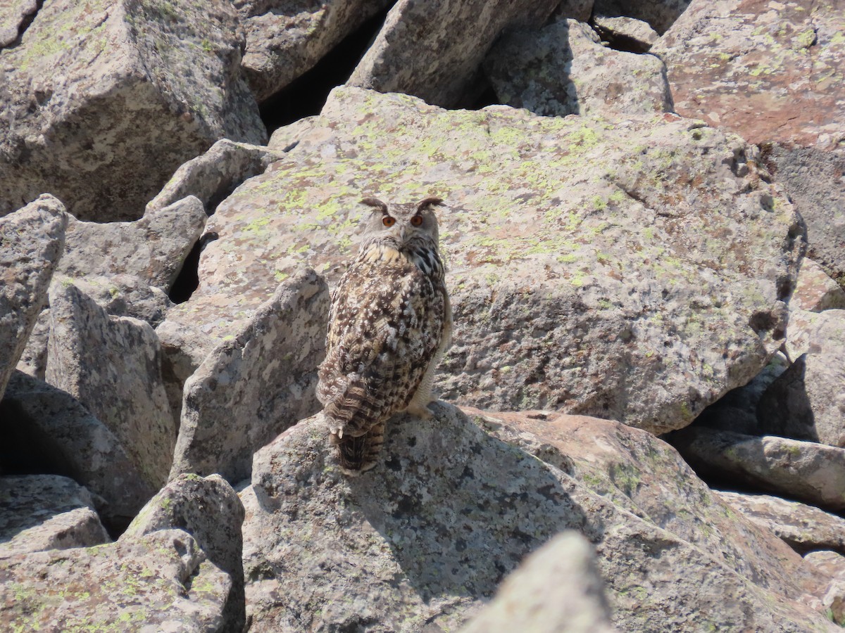 Eurasian Eagle-Owl - ML637868795
