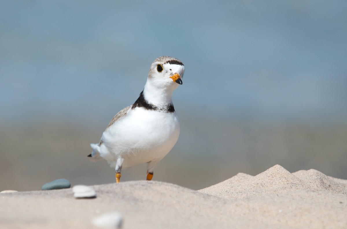 Piping Plover - ML637868797
