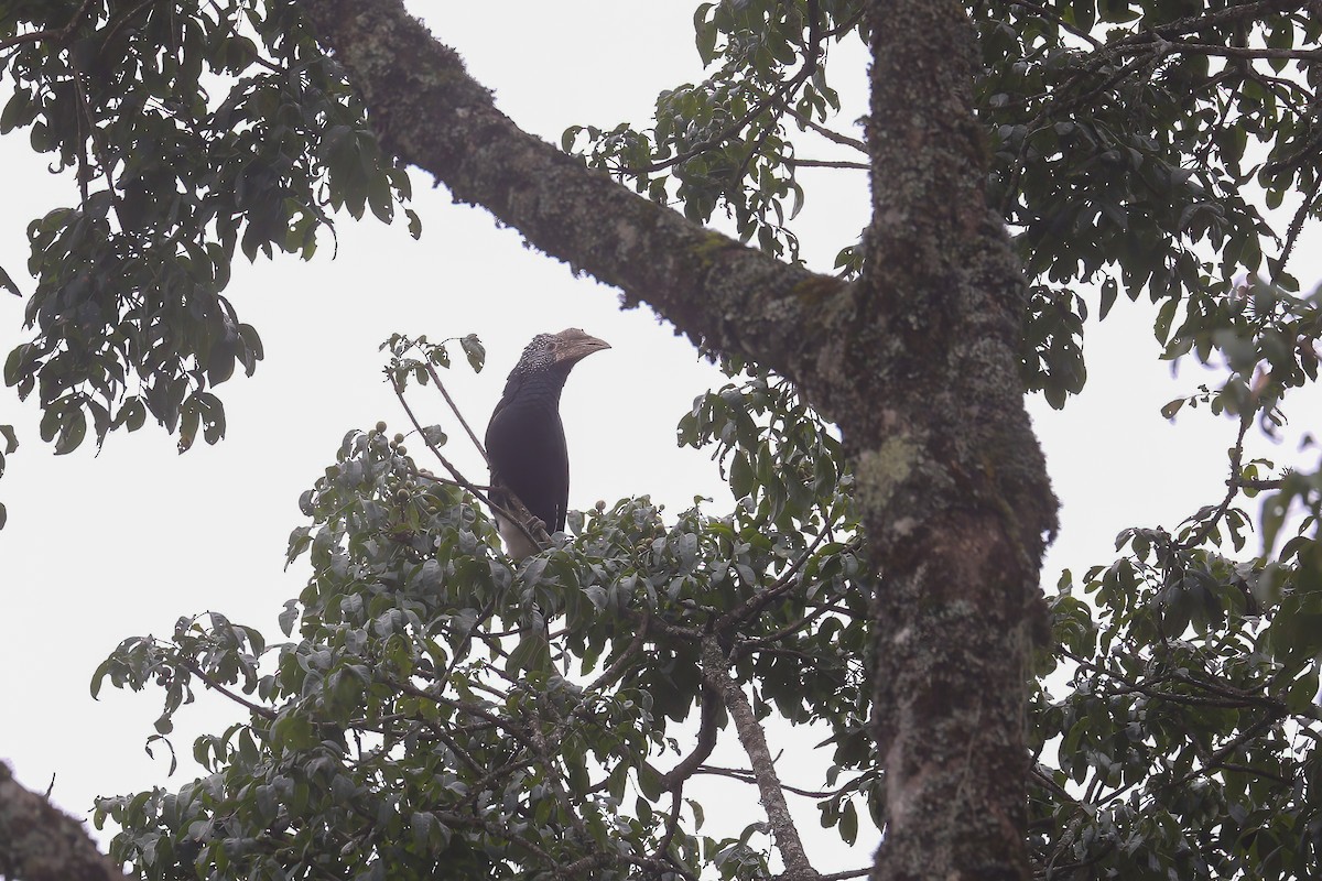 Silvery-cheeked Hornbill - ML637868798