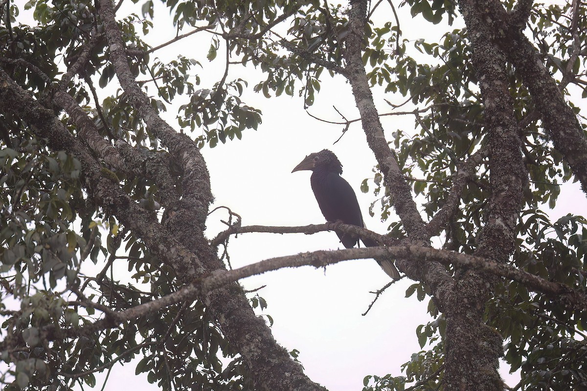 Silvery-cheeked Hornbill - ML637868799