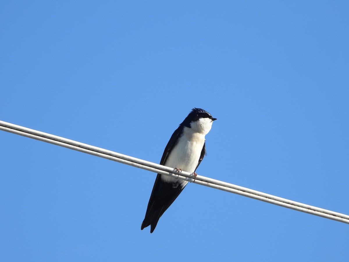 Blue-and-white Swallow - ML637868802