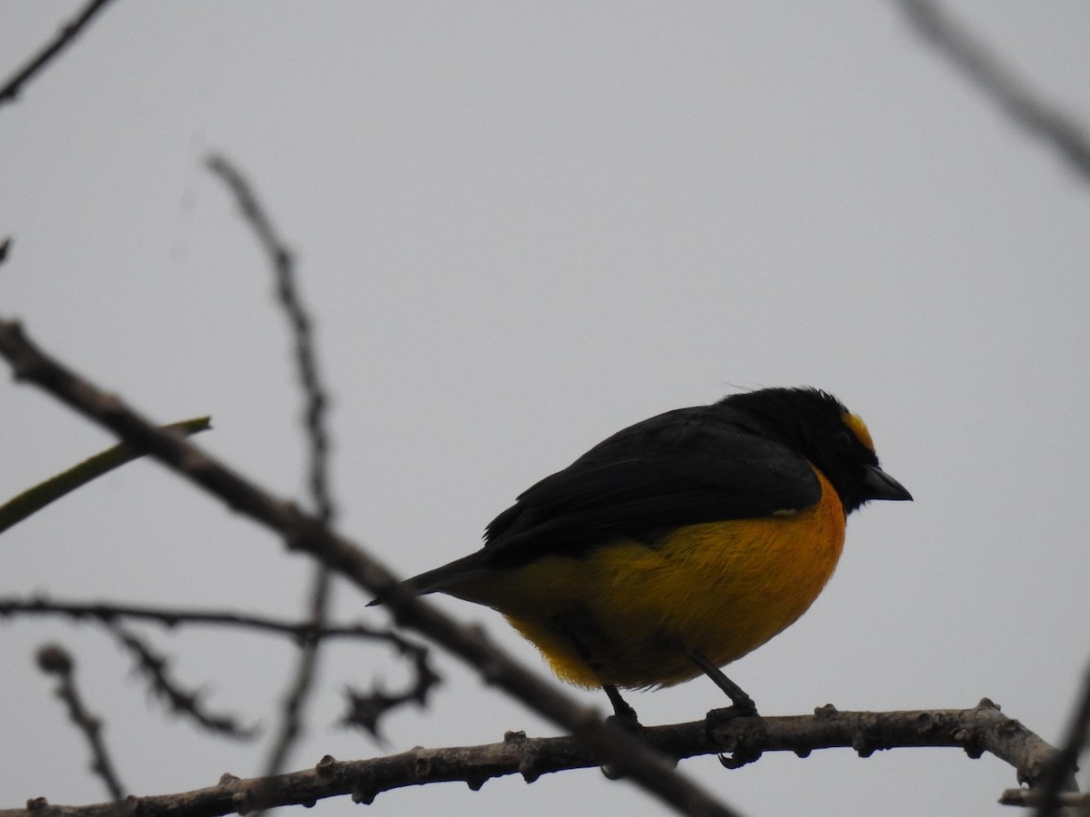 Purple-throated Euphonia - ML637868803