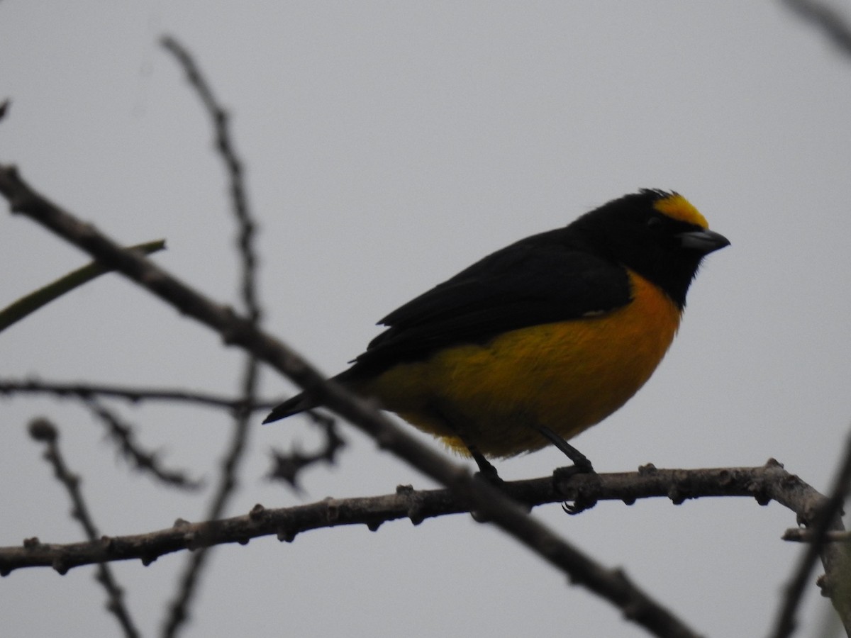 Purple-throated Euphonia - ML637868804