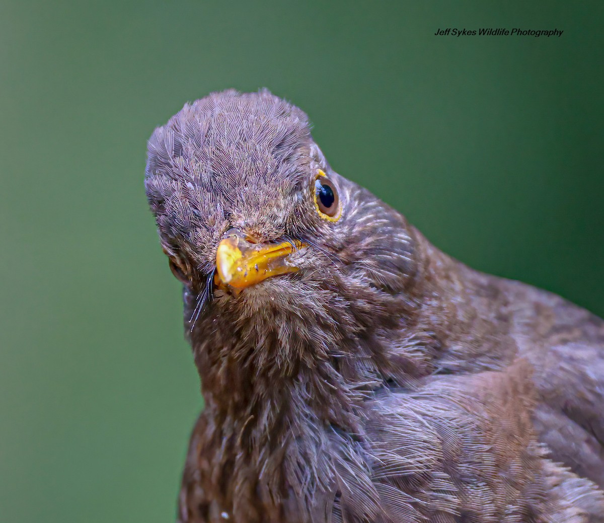 Eurasian Blackbird - ML637868805